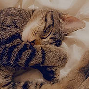 Tazouille a rejoint le concours — aidez-le/la à gagner de superbes lots ! cat, tabby, sleeping, paw, fur, closeup, pet, animal, cozy, resting, whiskers, cute, soft, blanket, domestic, feline, relaxed, adorable, peaceful, indoor