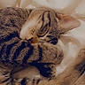 cat, tabby, sleeping, paw, fur, closeup, pet, animal, cozy, resting, whiskers, cute, soft, blanket, domestic, feline, relaxed, adorable, peaceful, indoor