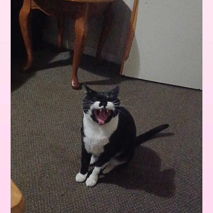Kitty joined the competition — help win amazing prizes! animal, black_and_white, carpet, cat, cute, domestic_animal, door, feline, floor, furniture, home, household_items, indoor, pet, shadow, sitting, table, wall, wooden_table, yawning