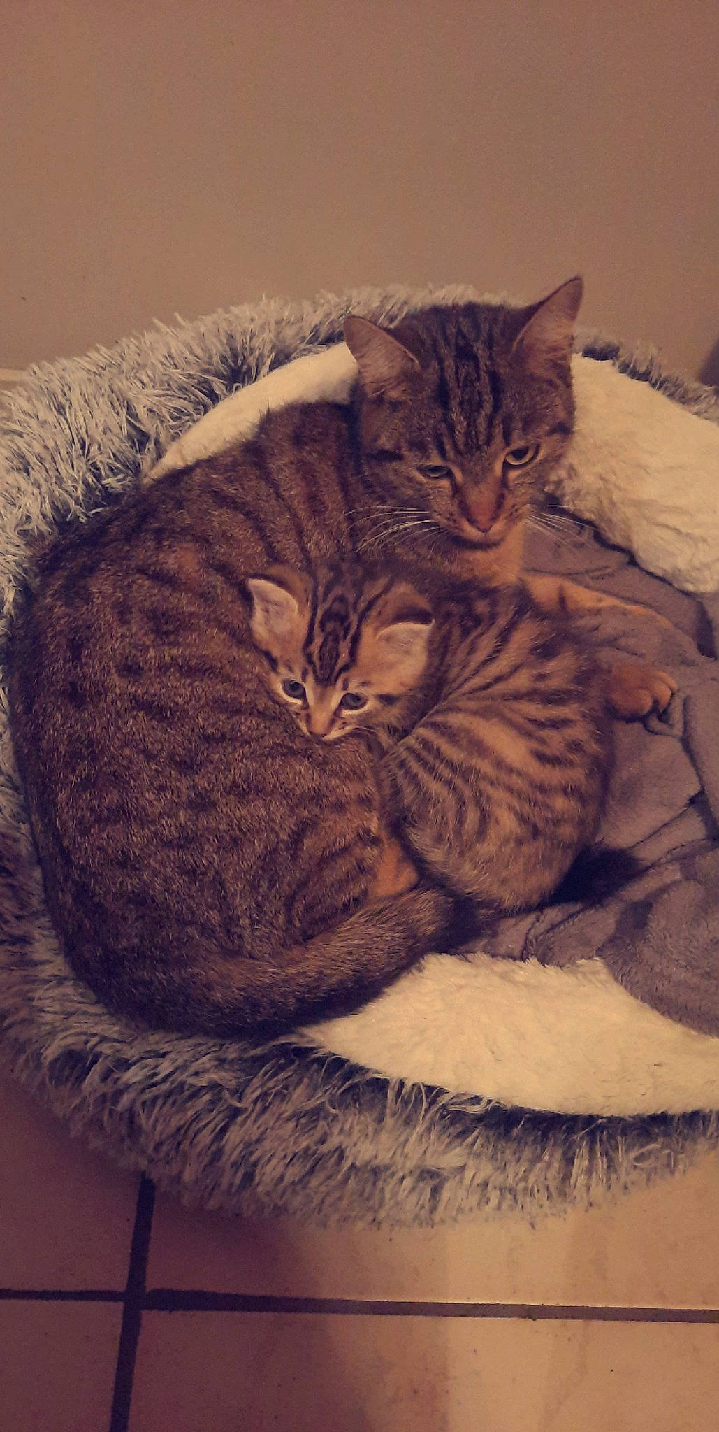 Punaise a rejoint le concours — aidez-le/la à gagner de superbes lots ! brown, carnivore, cat, cat_bed, cat_supply, comfort, domestic_short_haired_cat, felidae, fur, grey, linens, nap, paw, sleep, small_to_medium_sized_cats, tail, terrestrial_animal, whiskers, wood