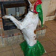 Jessie a rejoint le concours — aidez-le/la à gagner de superbes lots ! dog, pet, costume, holiday, elf_hat, green_skirt, indoor, fireplace, tile_floor, brown_and_white, standing, festive, cute, decor, water_bottle, attention, animal, pose, celebration, home