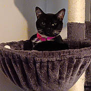 Meme joined the competition — help win amazing prizes! animal, black_cat, cat, cat_bed, cozy, cute, domestic, ears, feline, furniture, indoor, pet, pink_collar, portrait, relaxed, resting, scratching_post, shadow, soft_texture, whiskers