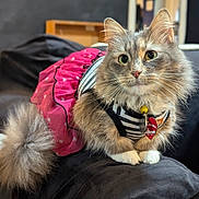 Lite joined the competition — help win amazing prizes! animal, black, cat, close_up, collar, costume, couch, curious, cute, domestic_animal, fluffy, furniture, indoor, pet, pink, portrait, tag, tail, whiskers, white_paws