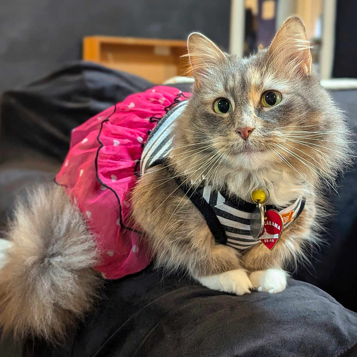 Lite joined the competition — help win amazing prizes! animal, black, cat, close_up, collar, costume, couch, curious, cute, domestic_animal, fluffy, furniture, indoor, pet, pink, portrait, tag, tail, whiskers, white_paws