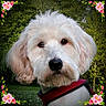 Elliot participe au concours pour gagner de l'argent avec cette photo : bolognese, briquet_griffon_vendeen, canidae, carnivore, cavachon, companion_dog, coton_de_tulear, dog, dog_breed, havanese, labradoodle, maltepoo, maltese, mammal, petit_basset_griffon_vendeen, puppy, rare_breed_dog, terrier, toy_dog, vertebrate