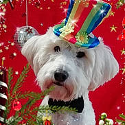 Elliot a rejoint le concours — aidez-le/la à gagner de superbes lots ! canidae, carnivore, christmas, companion_dog, dog, dog_breed, irish_soft_coated_wheaten_terrier, mammal, miniature_schnauzer, rare_breed_dog, schnauzer, schnoodle, sealyham_terrier, small_terrier, sporting_lucas_terrier, terrier, toy_dog, vertebrate, west_highland_white_terrier