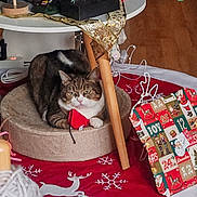 Chanel a rejoint le concours — aidez-le/la à gagner de superbes lots ! cat, tabby_cat, pet_bed, christmas_decorations, advent_calendar, holiday, festive, red_mat, snowflakes, reindeer, table, wooden_floor, ornaments, yarn, knitting, cozy, indoor, animal, cute, relaxed