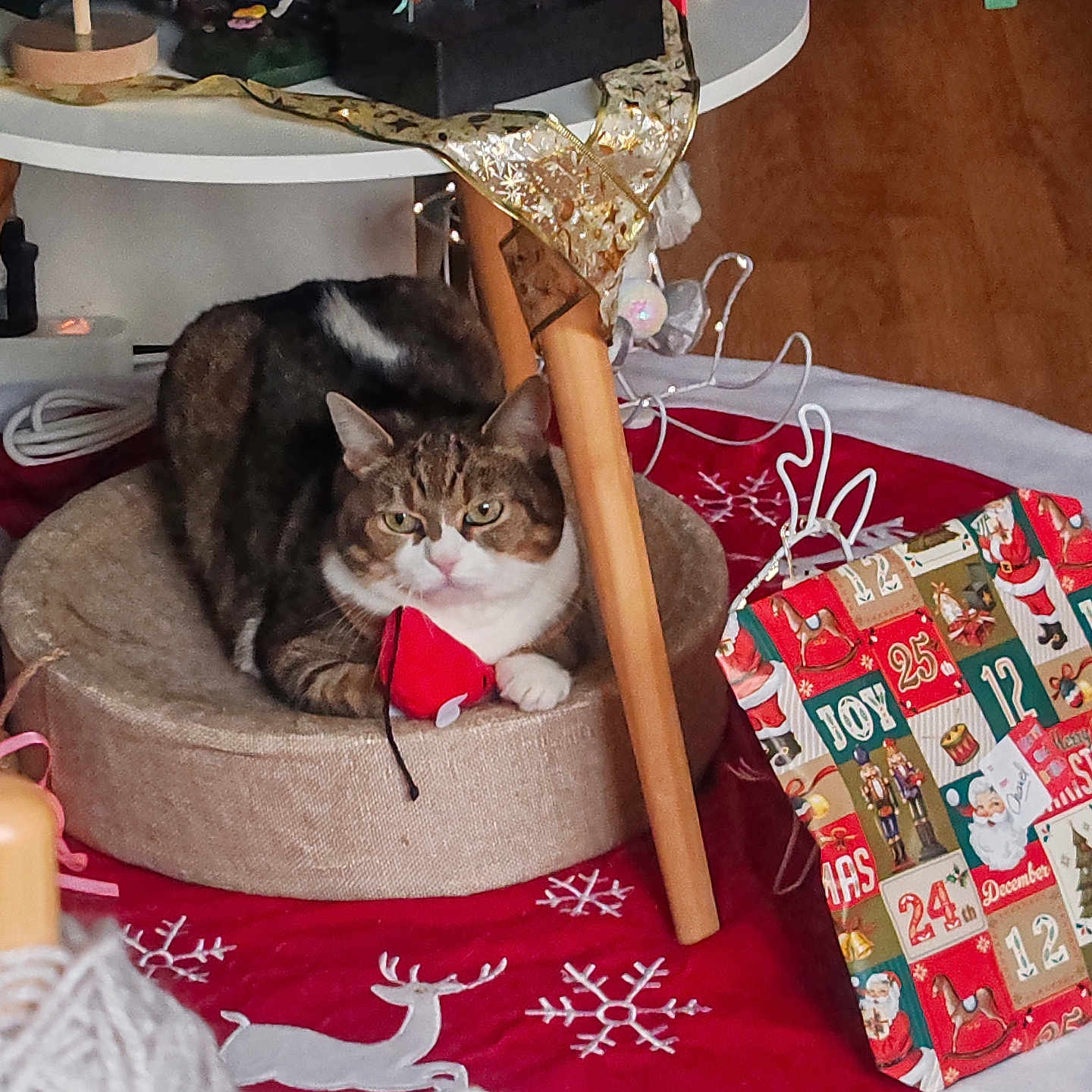 Chanel a rejoint le concours — aidez-le/la à gagner de superbes lots ! advent_calendar, animal, cat, christmas_decorations, cozy, cute, festive, holiday, indoor, knitting, ornaments, pet_bed, red_mat, reindeer, relaxed, snowflakes, tabby_cat, table, wooden_floor, yarn