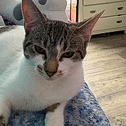 Dotty is registered to the contest to win money with this photo: cat, tabby, white_fur, pet, indoor, blanket, soft_toy, snowman_toy, furniture, dresser, wooden_floor, window, daylight, closeup, relaxed, animal, whiskers, ears, paw, domestic