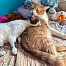 cat, cats, animal, pet, snuggling, bed, blanket, stuffed_animal, plush_toy, orange_cat, white_cat, indoor, cozy, resting, feline, cute, sleepy, comfort, colorful, soft