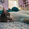 cat, indoor, plush_toy, blanket, window, relaxing, feline, bedroom, soft_texture, sleepy, cute, purple_wall, decor, toy, furniture, daylight, closeup, resting, cozy, pet