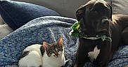 Dotty is registered to the contest to win money with this photo: cat, dog, blanket, couch, window, sunlight, indoor, pet, tabby_cat, black_dog, bandana, relaxed, cozy, furniture, domestic_animals, animal_companions, home, resting, curious, soft_texture