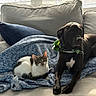 cat, dog, blanket, couch, window, sunlight, indoor, pet, tabby_cat, black_dog, bandana, relaxed, cozy, furniture, domestic_animals, animal_companions, home, resting, curious, soft_texture
