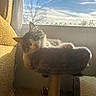 Annabella joined the competition — help win amazing prizes! animal, blue_sky, carpet, cat, cat_tree, clouds, cozy, curtain, daylight, fluffy, furniture, home, indoor, peaceful, pet, relaxing, resting, sunlight, tree, window