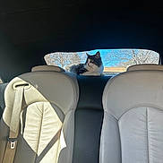 Annabella joined the competition — help win amazing prizes! animal, car_interior, cat, daylight, domestic_cat, feline, gray_and_white_cat, leather_seat, looking_out, pet, quiet, rear_shelf, relaxing, seatbelt, sunlight, sunny_day, transport, trees_outside, vehicle, window