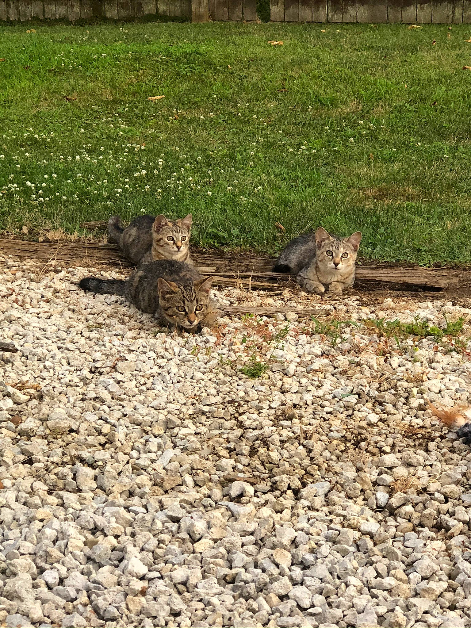 Tink is registered to the contest to win money with this photo: bedrock, big_cats, carnivore, cobblestone, fawn, felidae, grass, grassland, groundcover, landscape, pebble, plant, road_surface, rock, rodent, rubble, soil, terrestrial_animal, wildlife, wood