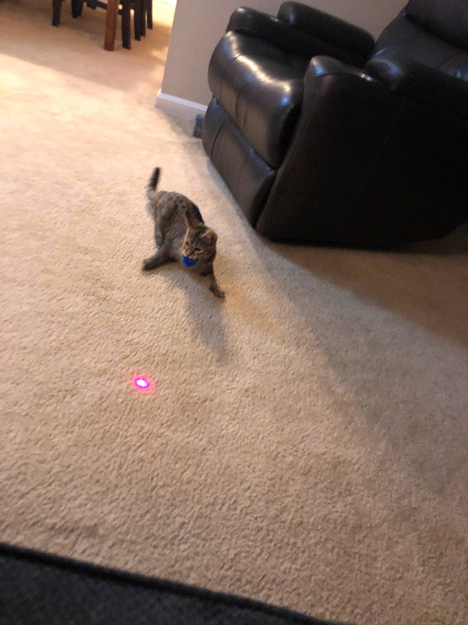 Tink is registered to the contest to win money with this photo: asphalt, carnivore, carpet, cat, comfort, companion_dog, couch, felidae, floor, flooring, grey, hardwood, human_leg, laminate_flooring, living_room, road_surface, small_to_medium_sized_cats, tail, wood, wood_flooring