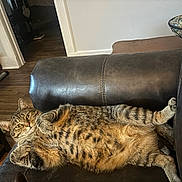 Monroe joined the competition — help win amazing prizes! cat, tabby_cat, pet, feline, animal, couch, leather, indoors, living_room, relaxed, lying_down, sprawled, sleeping, striped_fur, whiskers, green_eyes, paws, belly, home, furniture