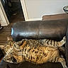 animal, belly, cat, couch, feline, furniture, green_eyes, home, indoors, leather, living_room, lying_down, paws, pet, relaxed, sleeping, sprawled, striped_fur, tabby_cat, whiskers