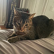 Cooper is registered to the contest to win money with this photo: animal, bed, blanket, cat, clock, cozy, domestic_animal, ears, feline, fur, furniture, household, indoor, pet, portrait, relaxed, resting, tabby, whiskers, wood_floor