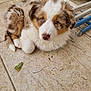puppy, dog, blue_eyes, fluffy, curled_up, tiled_floor, lounge_chairs, brown_fur, white_fur, black_fur, cute, pet, outdoor, resting, animal, young_dog, domestic_animal, companion, curious, adorable