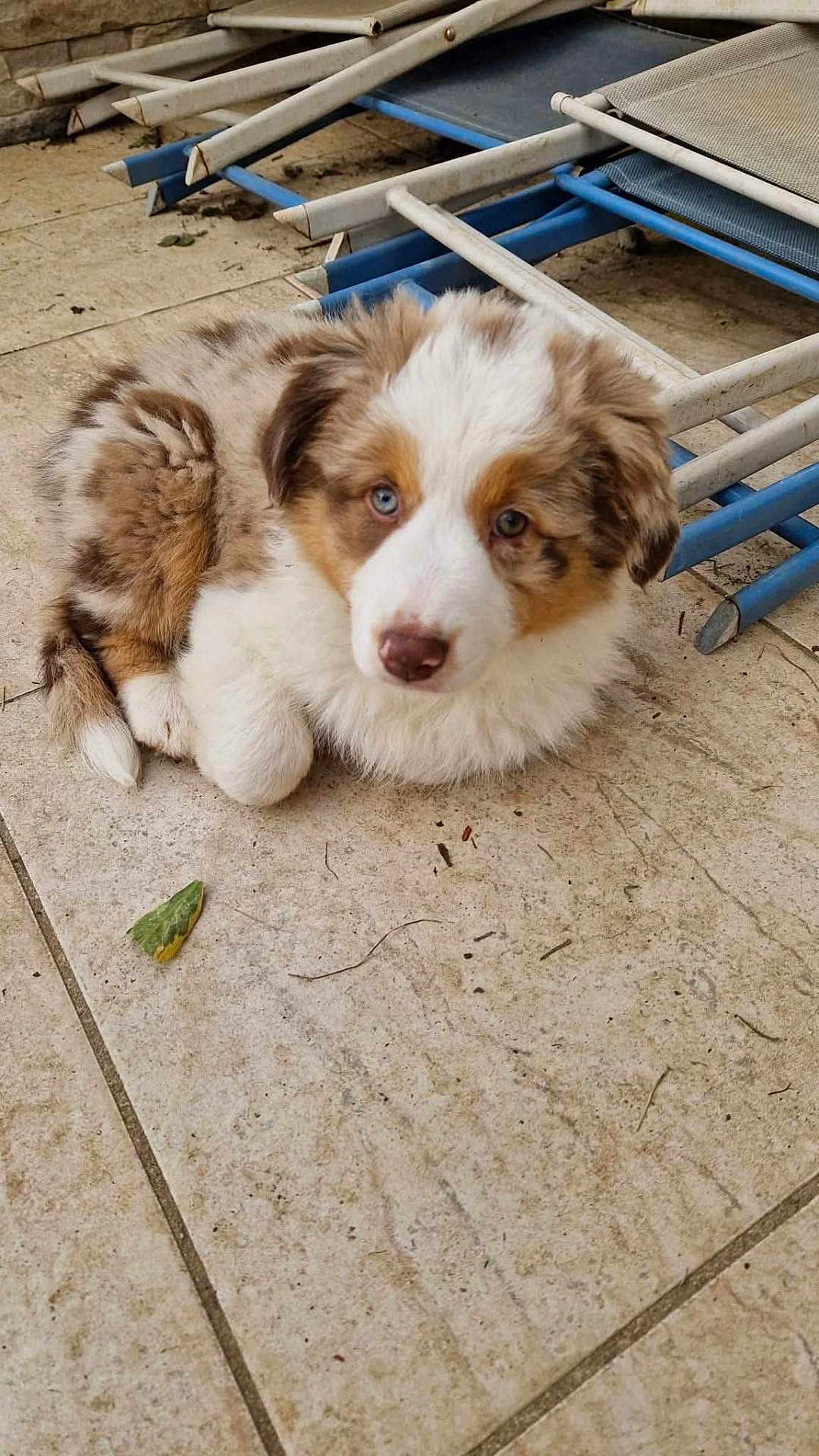 Kaya a rejoint le concours — aidez-le/la à gagner de superbes lots ! puppy, dog, blue_eyes, fluffy, curled_up, tiled_floor, lounge_chairs, brown_fur, white_fur, black_fur, cute, pet, outdoor, resting, animal, young_dog, domestic_animal, companion, curious, adorable