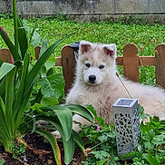 Robby participe au concours pour gagner de l'argent avec cette photo : puppy, dog, husky, blue_eyes, garden, plants, greenery, flowers, wooden_fence, outdoor, pet, young_dog, fur, nature, leaf, grass, cute, animal, resting, summer