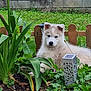 puppy, dog, husky, blue_eyes, garden, plants, greenery, flowers, wooden_fence, outdoor, pet, young_dog, fur, nature, leaf, grass, cute, animal, resting, summer