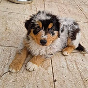 Kayron a rejoint le concours — aidez-le/la à gagner de superbes lots ! puppy, dog, pet, animal, fur, cute, outdoor, floor, tile, brown, black, white, blue_eyes, young, canine, resting, looking_up, metal_bowl, wooden_fence, domestic