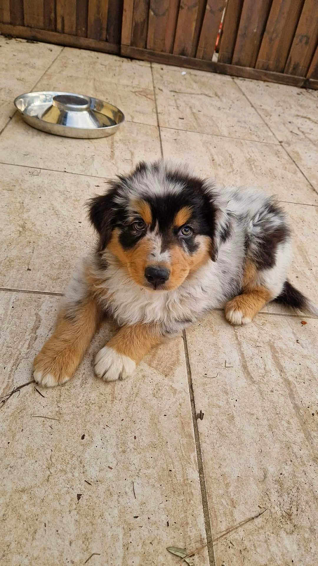 Kayron a rejoint le concours — aidez-le/la à gagner de superbes lots ! puppy, dog, pet, animal, fur, cute, outdoor, floor, tile, brown, black, white, blue_eyes, young, canine, resting, looking_up, metal_bowl, wooden_fence, domestic