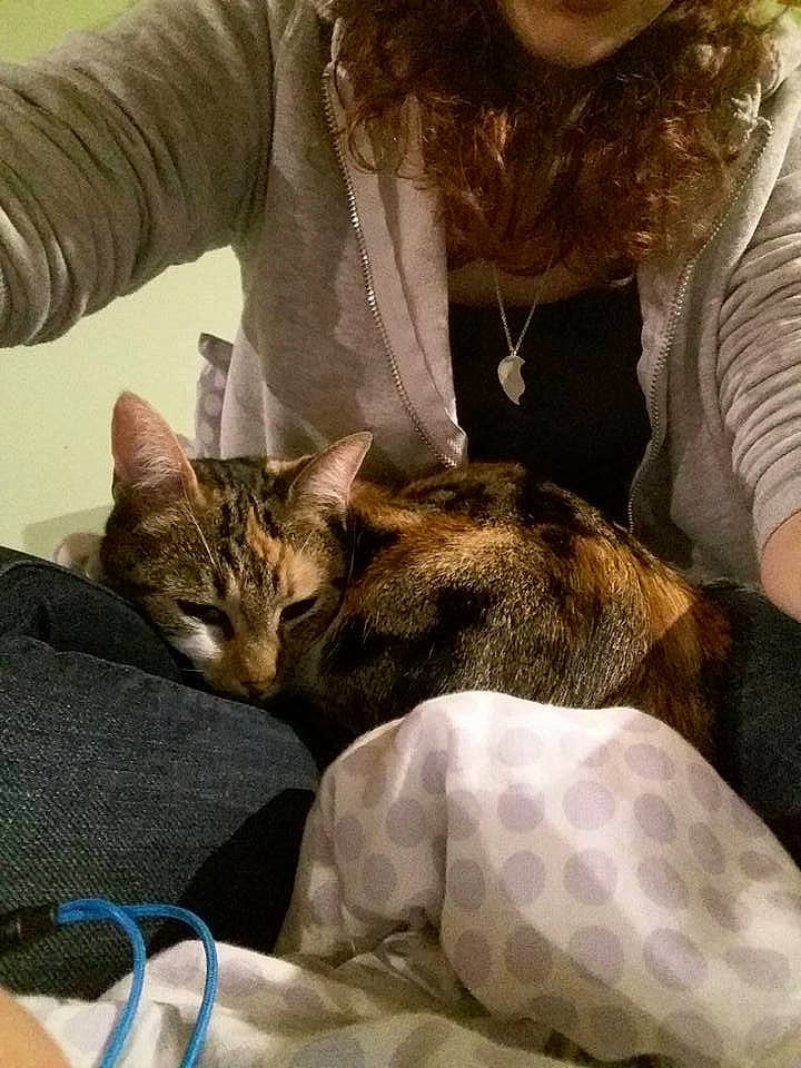 Joker participe au concours pour gagner de l'argent avec cette photo : bed, carnivore, cat, comfort, companion_dog, domestic_short_haired_cat, fawn, felidae, fur, human_leg, lap, linens, nap, paw, small_to_medium_sized_cats, tail, textile, vertebrate, whiskers, wildlife