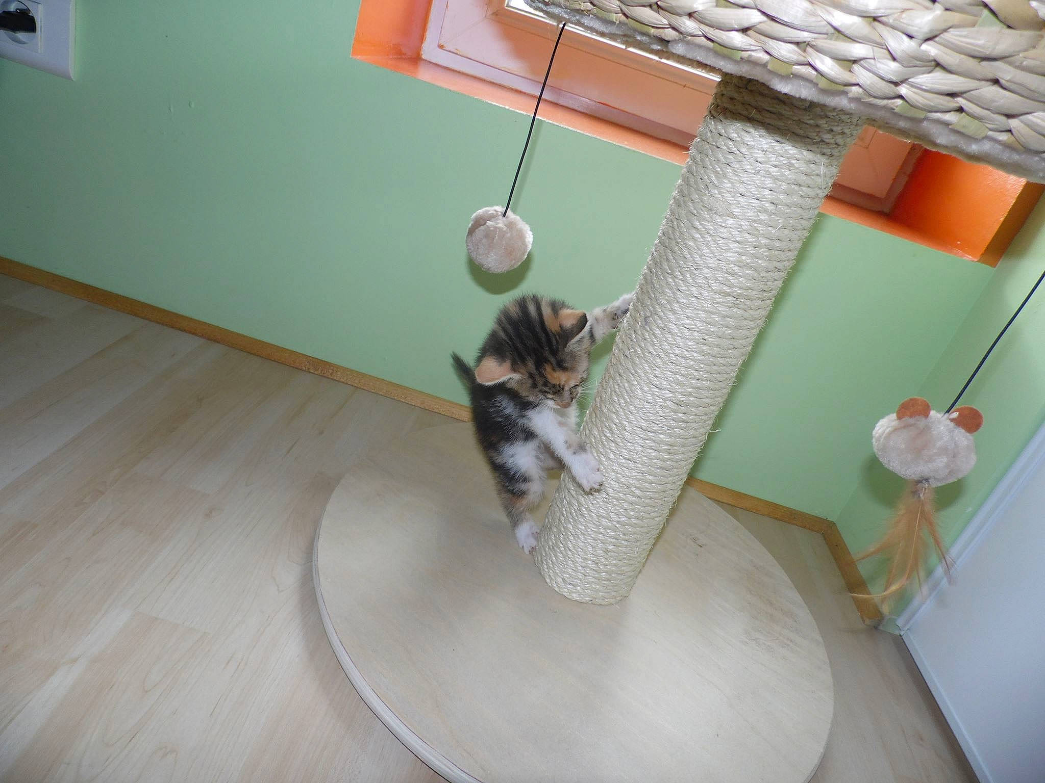 Joker a rejoint le concours — aidez-le/la à gagner de superbes lots ! carnivore, cat, comfort, felidae, floor, flooring, hardwood, interior_design, laminate_flooring, lamp, lighting, pet_supply, property, shelf, shelving, small_to_medium_sized_cats, stairs, tail, whiskers, wood