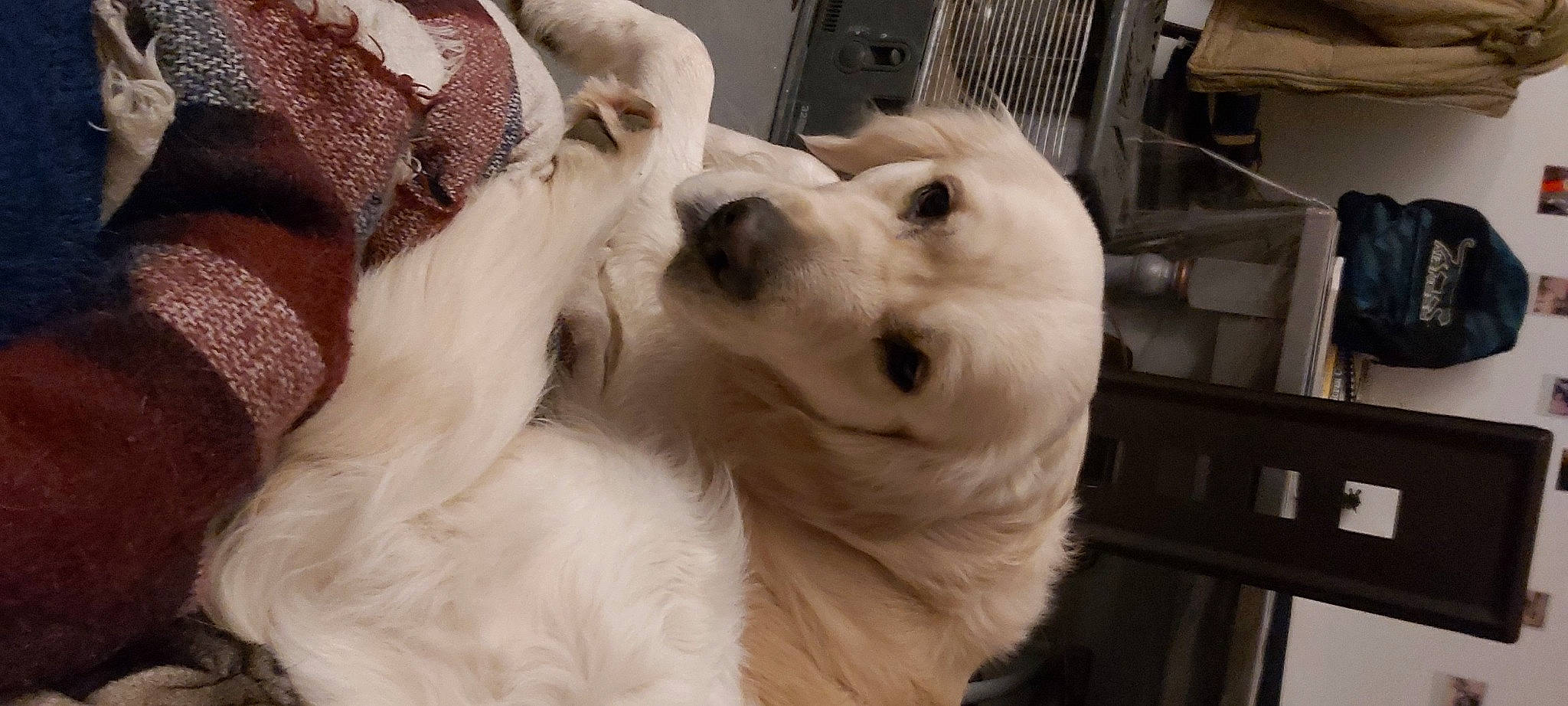 Phantom participe au concours pour gagner de l'argent avec cette photo : american_eskimo_dog, canidae, carnivore, companion_dog, dog, dog_breed, dog_collar, ear, fawn, fur, japanese_spitz, jaw, pet_supply, puppy, silken_windhound, snout, sporting_group, volpino_italiano, whiskers, working_animal