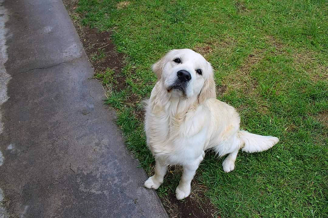 Phantom a rejoint le concours — aidez-le/la à gagner de superbes lots ! asphalt, canidae, carnivore, companion_dog, dog, dog_breed, fur, grass, livestock_guardian_dog, plant, polish_tatra_sheepdog, road_surface, snout, sporting_group, terrestrial_animal, tree, working_animal, working_dog