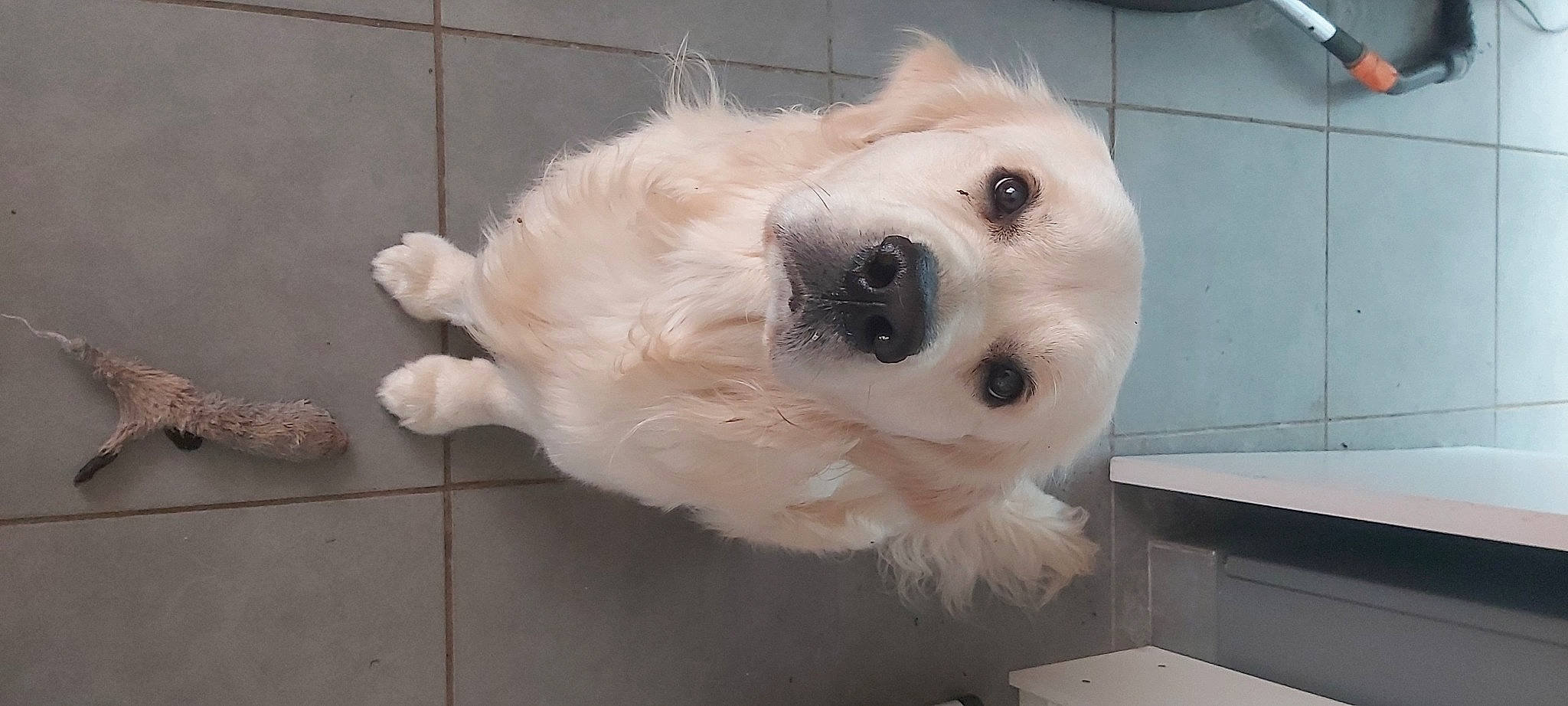 Phantom participe au concours pour gagner de l'argent avec cette photo : canidae, carnivore, companion_dog, dog, dog_breed, fawn, flooring, fur, non_sporting_group, polish_tatra_sheepdog, snout, sporting_group, volpino_italiano, whiskers, working_animal