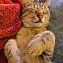 cat, tabby, sleeping, cozy, blanket, paws, fur, whiskers, closeup, nap, relaxed, indoor, cute, soft, pet, animal, resting, comfortable, feline, warm