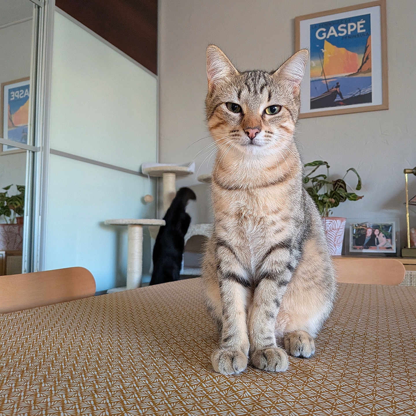 Tonka participe au concours pour gagner de l'argent avec cette photo : beige, black_cat, brown, cat, cat_tree, curious, domestic_cat, framed_picture, furniture, indoor, patterned_tablecloth, pet, plant, poster, reflection, relaxed, tabby_cat, table, window, wooden_chair