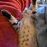 Tonka participe au concours pour gagner de l'argent avec cette photo : cat, feline, pet, sleeping, stretching, blanket, cozy, fur, tabby, indoor, relaxed, cute, animal, paw, whiskers, soft, resting, spotted, comfortable, nap