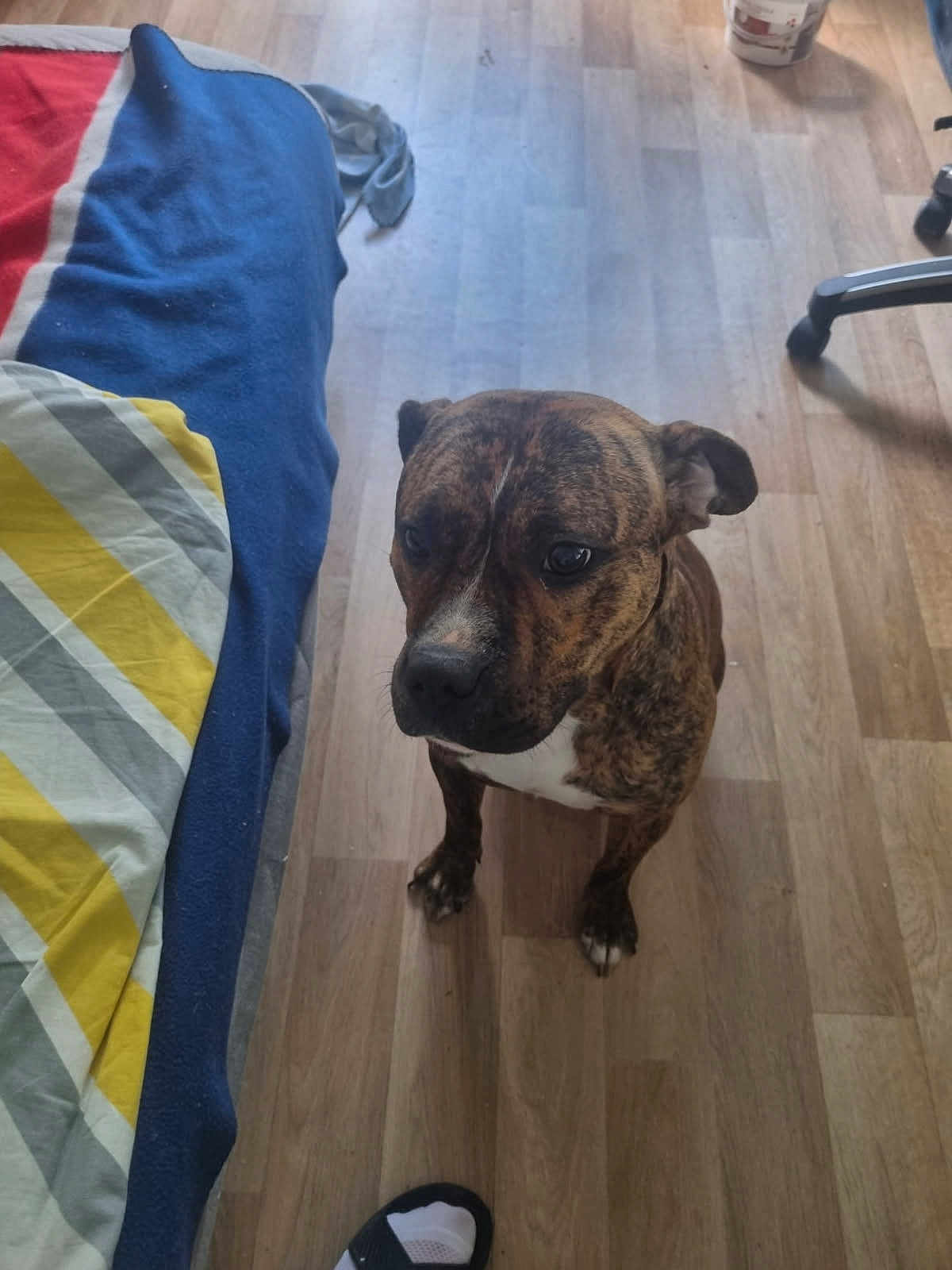 Vickye a rejoint le concours — aidez-le/la à gagner de superbes lots ! dog, brindle, indoor, wooden_floor, bed, blanket, striped_blanket, footwear, slipper, pet, animal, brown, white_chest, flooring, furniture, casual, home, domestic, companion, attentive