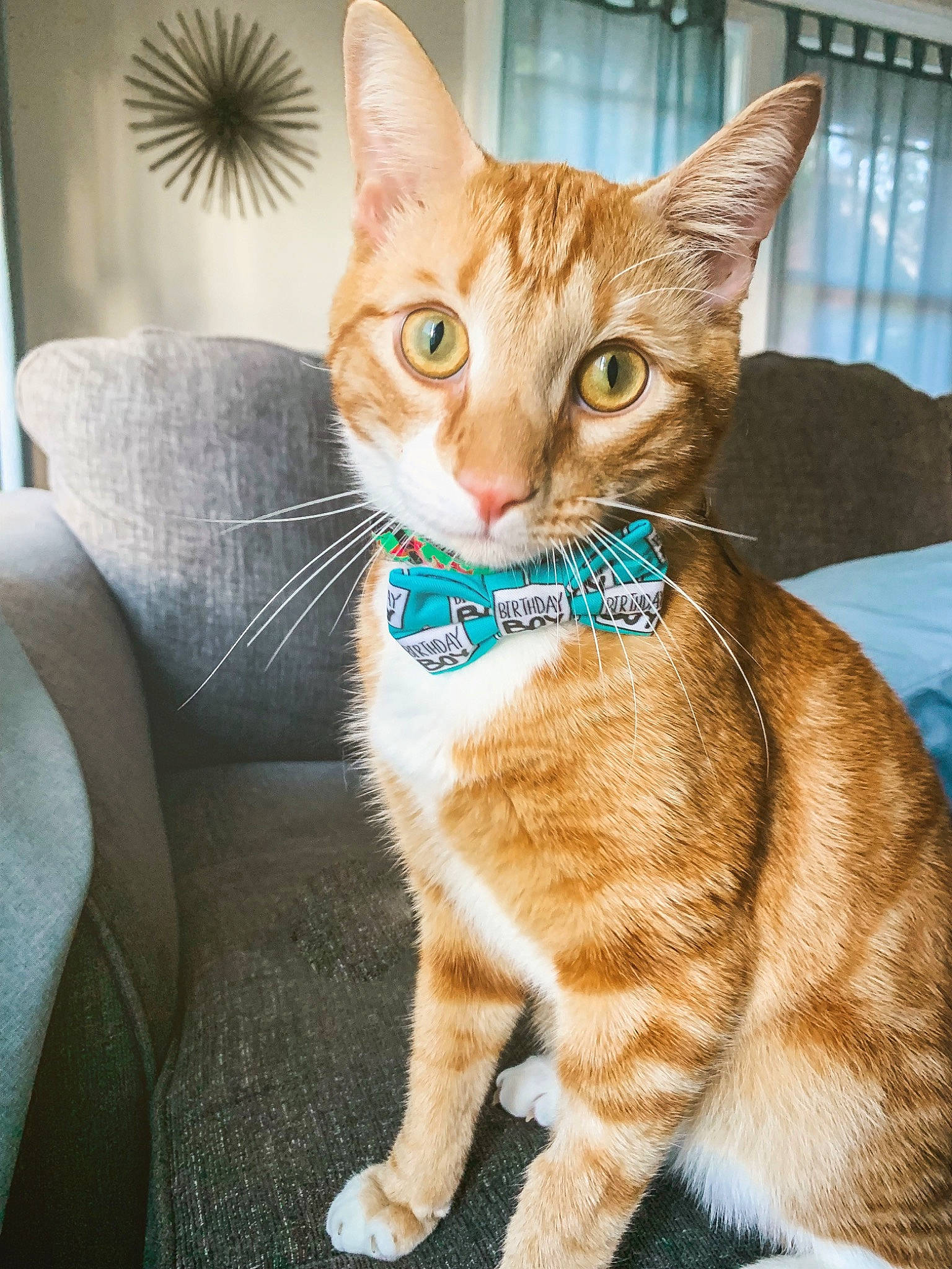 Dennis is registered to the contest to win money with this photo: carnivore, cat, claw, collar, comfort, domestic_short_haired_cat, eye, fawn, felidae, foot, fur, paw, picture_frame, sitting, small_to_medium_sized_cats, snout, tail, terrestrial_animal, whiskers, window