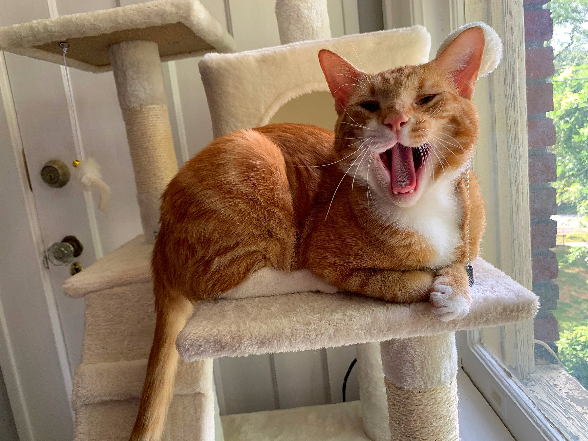 Dennis joined the competition — help win amazing prizes! carnivore, cat, cat_supply, comfort, domestic_short_haired_cat, fang, fawn, felidae, fur, paw, plant, small_to_medium_sized_cats, snout, table, tail, tree, whiskers, window, wood, yawn
