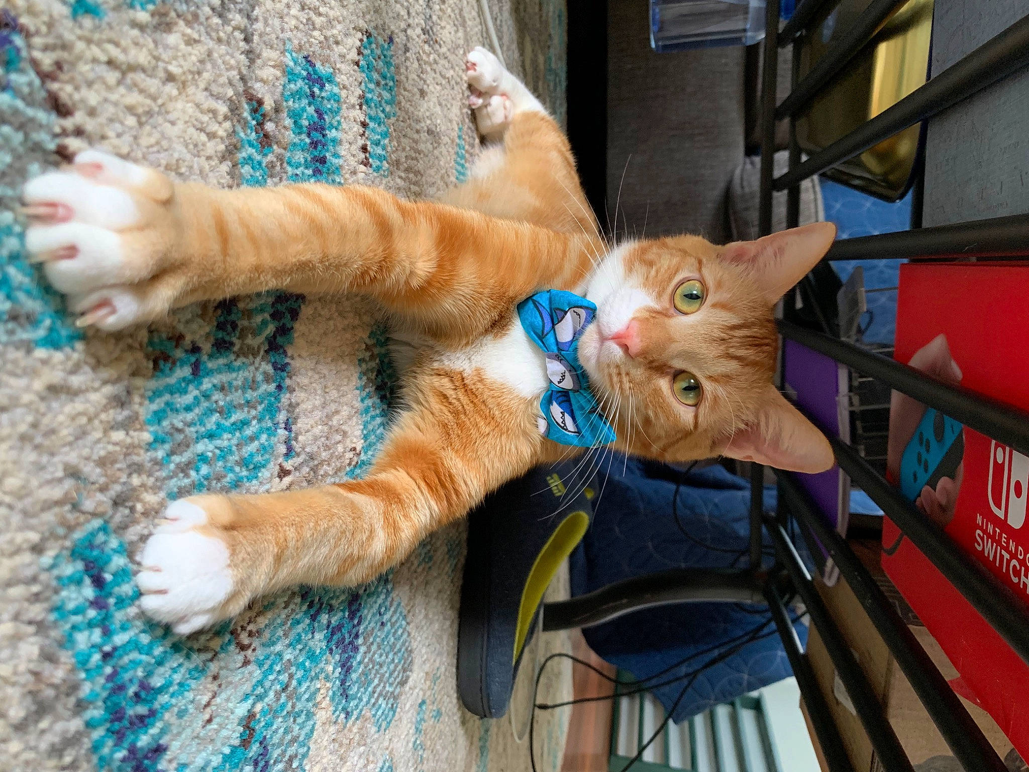 Dennis joined the competition — help win amazing prizes! art, blue, carnivore, cat, claw, comfort, creative_arts, domestic_short_haired_cat, electric_blue, fawn, felidae, foot, fur, human_leg, paw, small_to_medium_sized_cats, tail, textile, whiskers, wood