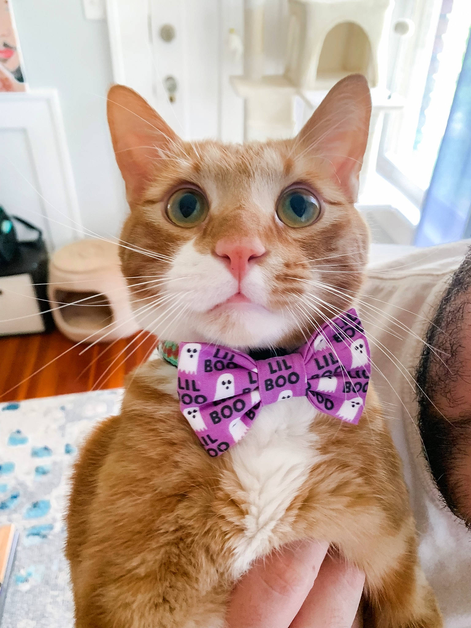 Dennis joined the competition — help win amazing prizes! bow_tie, carnivore, cat, cat_supply, claw, collar, comfort, curtain, domestic_short_haired_cat, ear, fawn, felidae, fur, paw, pet_supply, sitting, small_to_medium_sized_cats, snout, tail, whiskers