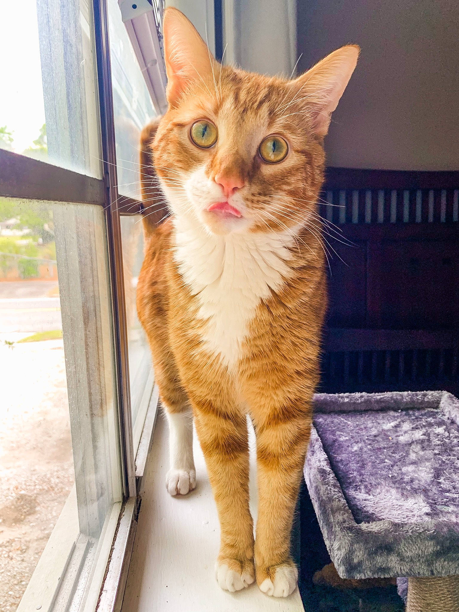 Dennis joined the competition — help win amazing prizes! carnivore, cat, claw, domestic_short_haired_cat, eye, fawn, felidae, fur, head, metal, paw, plant, sitting, small_to_medium_sized_cats, snout, tail, tree, whiskers, window, wood