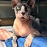 sphynx_cat, cat, hairless_cat, pet, indoor, sunlight, green_eyes, animal, resting, paw, denim, human_leg, close_up, skin_folds, cute, domestic_animal, feline, relaxed, portrait, home