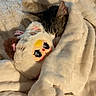 Leo is registered to the contest to win money with this photo: cat, tabby, blanket, plush_toy, sleeping, cozy, bed, soft, cute, indoor, pet, fur, animal, resting, comfort, snuggle, close_up, warm, relaxation, cute_face