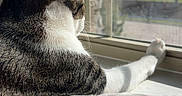 Leo joined the competition — help win amazing prizes! cat, tabby, white, window, paw, blanket, sunlight, indoor, resting, side_view, looking_out, cozy, daylight, quiet, domestic_cat, fur, whiskers, home, relaxation, pet