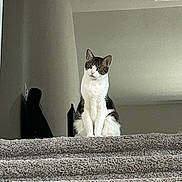 Leo is registered to the contest to win money with this photo: cat, staircase, carpet, indoor, pet, animal, curious, sitting, wall, vent, feline, domestic, home, quiet, contemplative, looking, alone, gray, white, black
