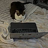 Leo joined the competition — help win amazing prizes! cat, tabby_cat, laptop, bed, blanket, indoor, technology, furniture, shelf, cosy, pet, animal, fur, resting, computer, sticker, keyboard, soft_texture, home, relaxation