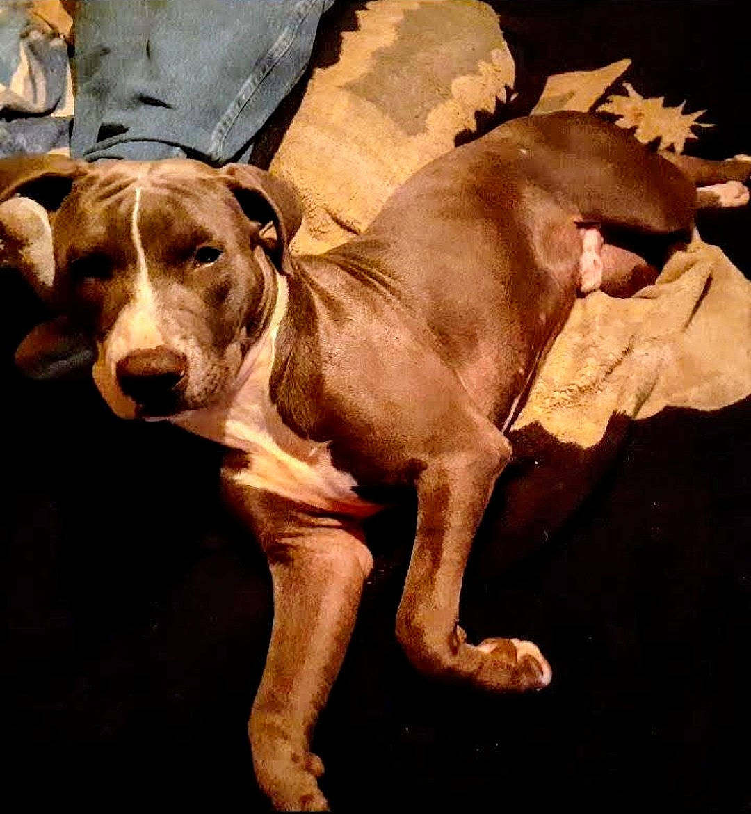 Baby Boy joined the competition — help win amazing prizes! alaunt, american_pit_bull_terrier, american_staffordshire_terrier, ancient_dog_breeds, bull_and_terrier, bully_kutta, canidae, carnivore, cordoba_fighting_dog, dog, dog_breed, fawn, mammal, non_sporting_group, pit_bull, rare_breed_dog, snout, vertebrate